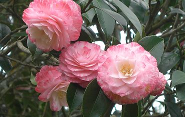 The route of the Camellia
